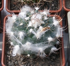 Выставка 02-04.09.2011 на Куликовом поле