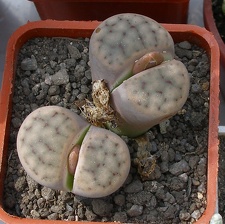 Выставка 02-04.09.2011 на Куликовом поле