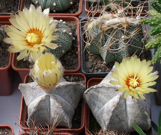 Выставка 02 -04.09.2011 на Куликовом поле