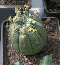 Выставка 02-04.09.2011 на Куликовом поле