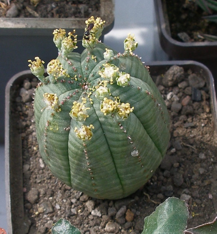 Выставка 02-04.09.2011 на Куликовом поле