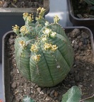 Выставка 02-04.09.2011 на Куликовом поле