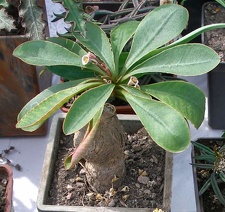 Выставка 02-04.09.2011 на Куликовом поле