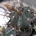 Выставка 02-04.09.2011 на Куликовом поле