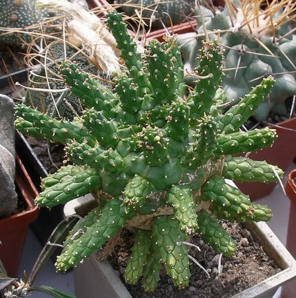 Выставка 02-04.09.2011 на Куликовом поле