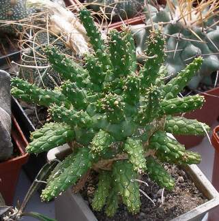 Выставка 02-04.09.2011 на Куликовом поле