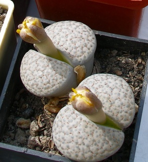 Выставка 02-04.09.2011 на Куликовом поле