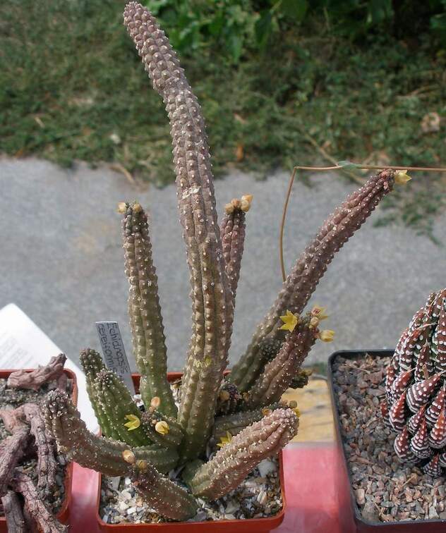 Выставка 02-04.09.2011 на Куликовом поле