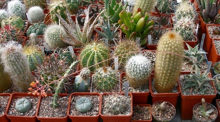 Выставка 02 -04.09.2011 на Куликовом поле