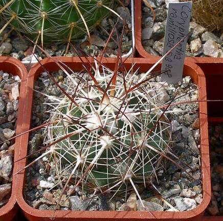 Выставка 02-04.09.2011 на Куликовом поле