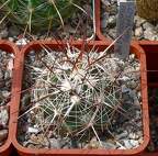 Выставка 02-04.09.2011 на Куликовом поле