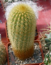 Выставка 02 -04.09.2011 на Куликовом поле