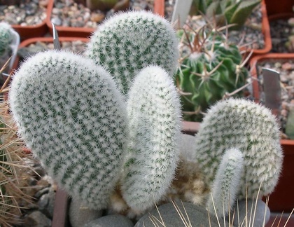 Выставка 02-04.09.2011 на Куликовом поле