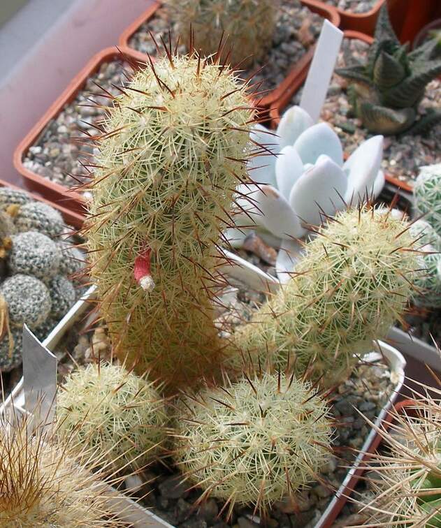 Выставка 02-04.09.2011 на Куликовом поле