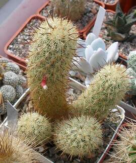 Выставка 02-04.09.2011 на Куликовом поле