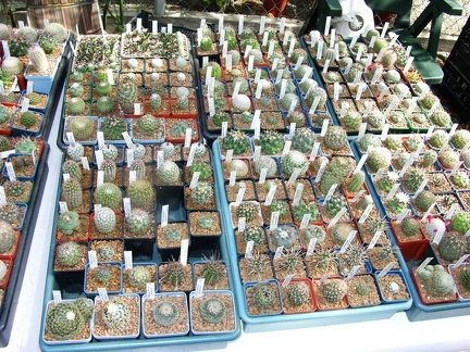 Выставка на День города (02.09.2007)