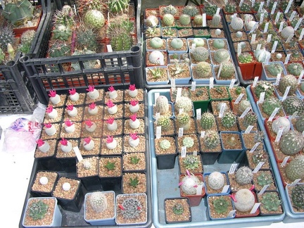 Выставка на День города (02.09.2007)