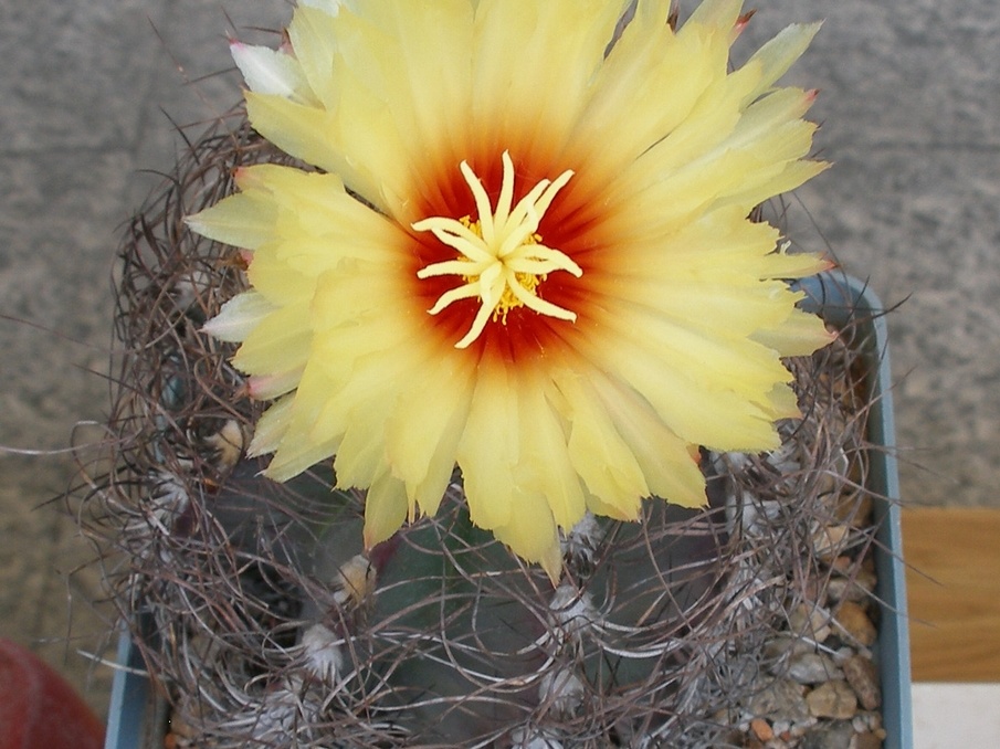 P5090020