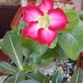 P5090025
