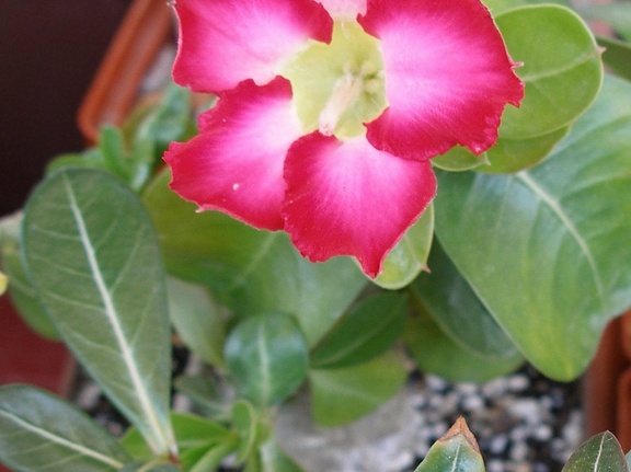 P5090025