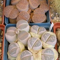 P5090027