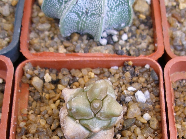 P5090028