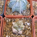 P5090028