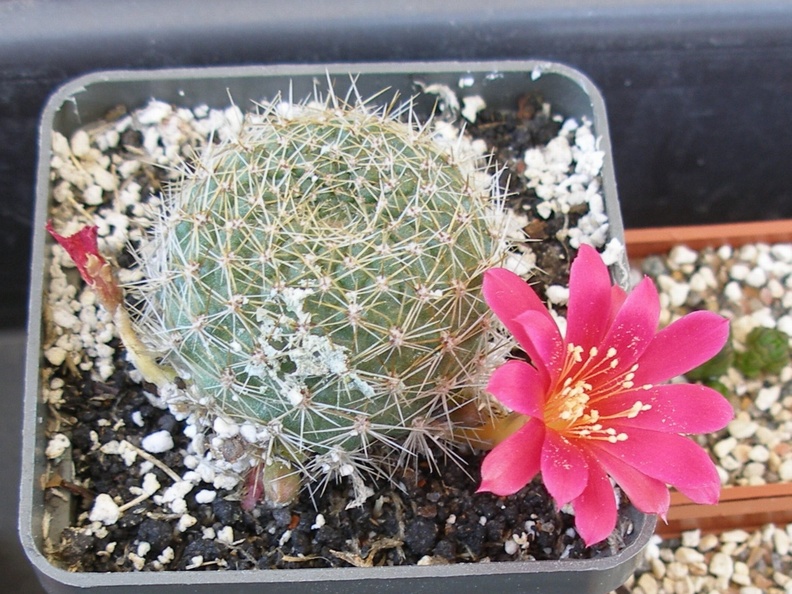 P5090042