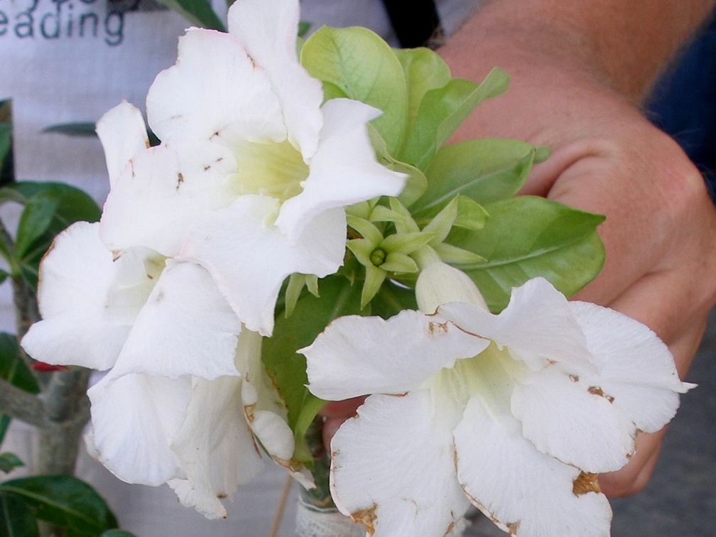 P5090044