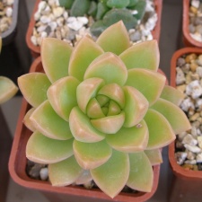 P5090055