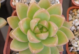 P5090055