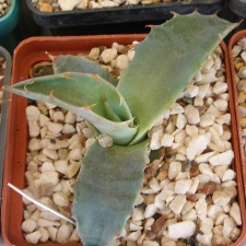 P5090059