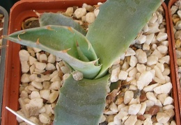 P5090059
