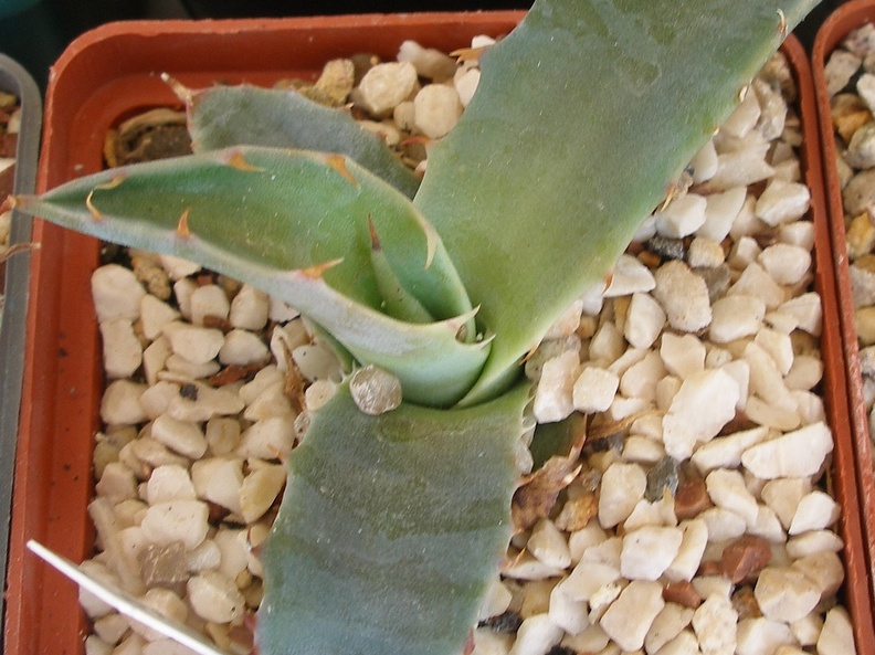 P5090059