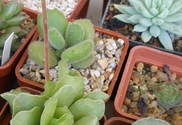 P5090064