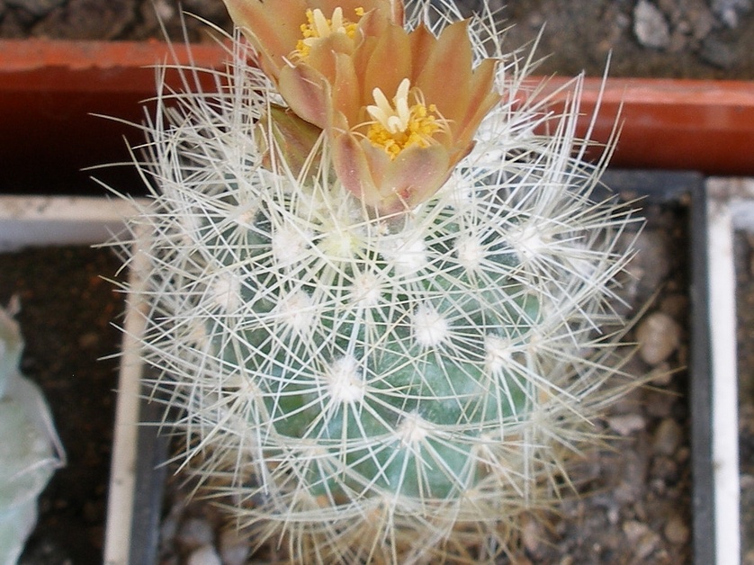 P5090065
