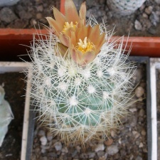 P5090065