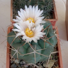 P5099908