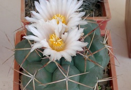 P5099908