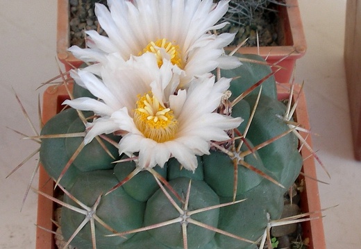 P5099908