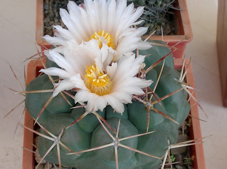 P5099908