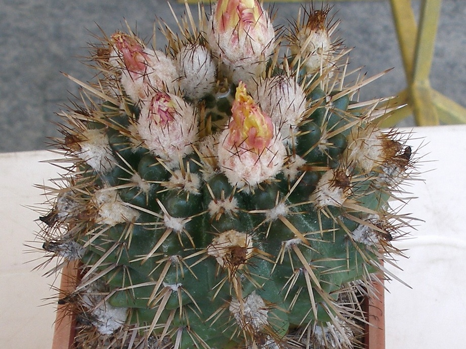 P5099910