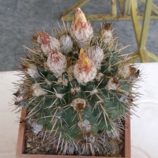 P5099910