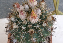 P5099910