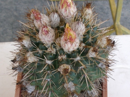 P5099910