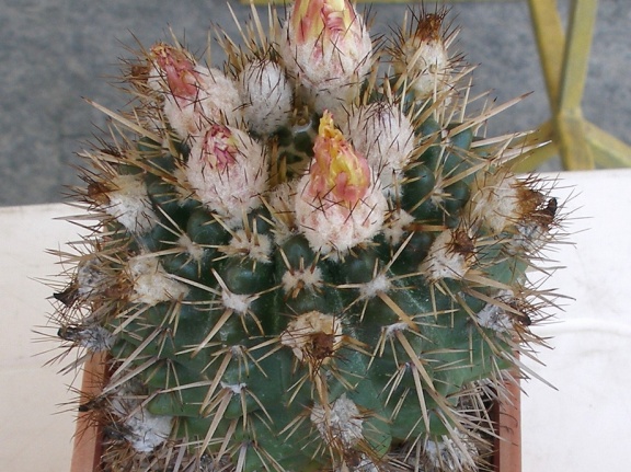 P5099910