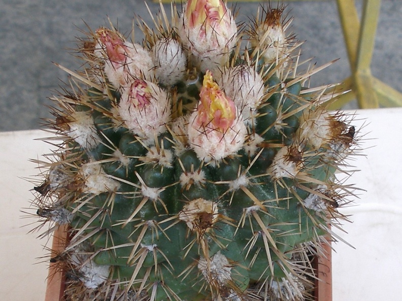 P5099910