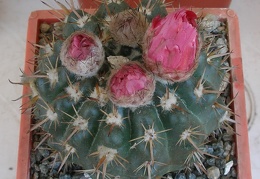 P5099911
