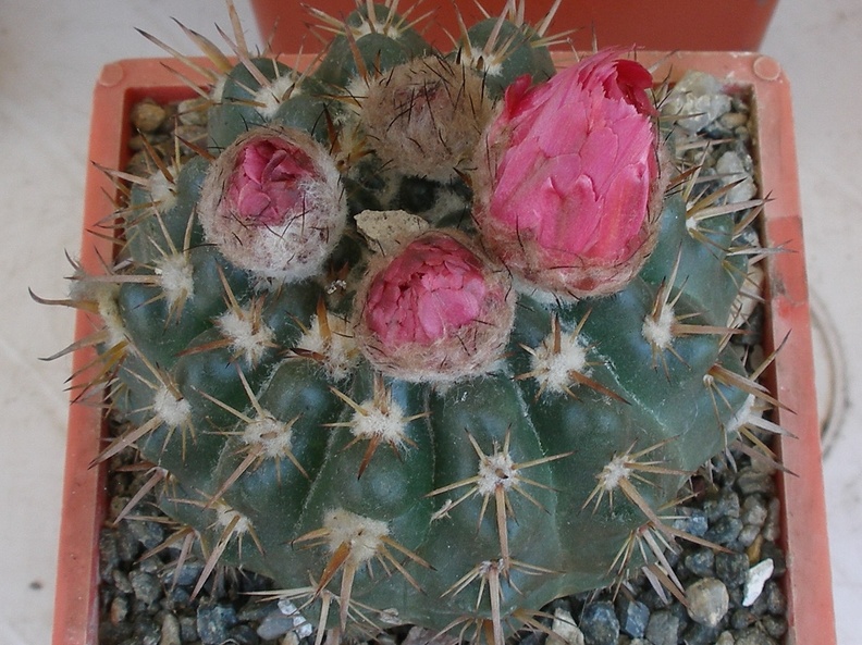 P5099911