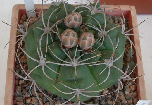 P5099913